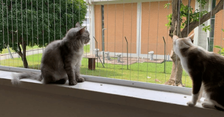 The Essential Guide to Invisible Grilles for Cats: Safety Meets Style